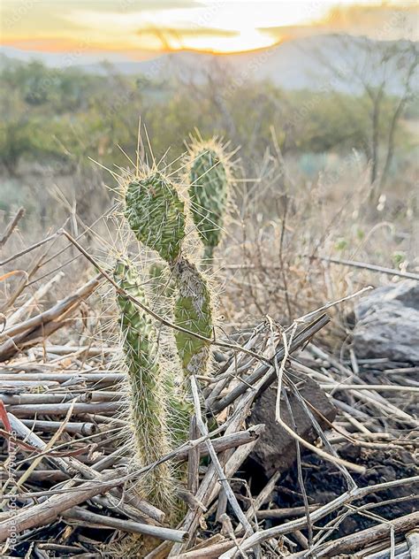 Opuntia polyacantha Haw es una especie fanerógama perteneciente a la