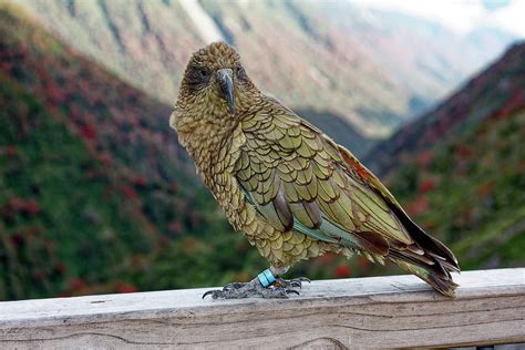 Kea Bird And Mountains Photograph By Sally Weigand Fine Art America