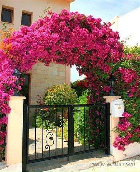 Plantas Trepadeiras Com Flores Para Jardins Vibrantes