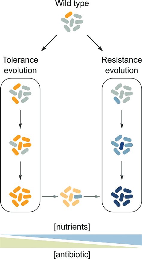 Conceptual Model Of Tolerance And Resistance Evolution In Different