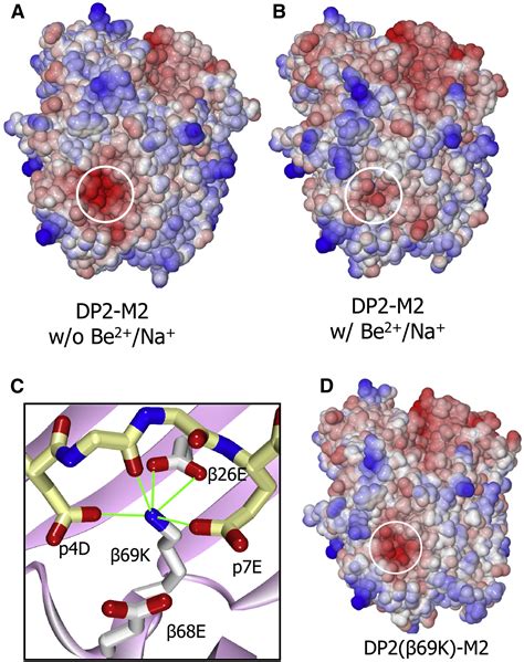 Structural Basis Of Chronic Beryllium Disease Linking Allergic