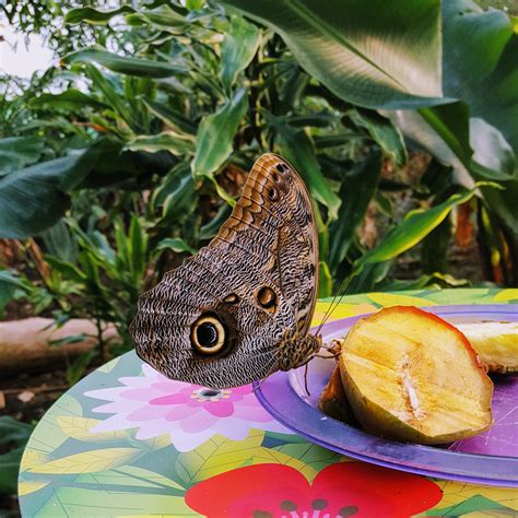 Butterfly Forest The Wordless Or Not So Wordless Claire Justine