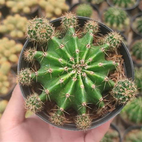 Jual Echinopsis Oxygona Big Size Kaktus Ownroot Shopee Indonesia