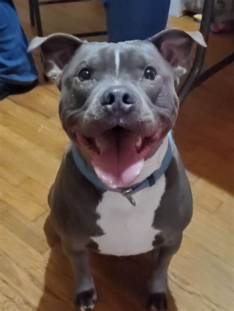 scary scaredy pitbull part  pitbulls
