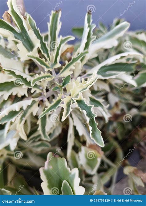 Ornamental Plants With Variegated Cocor Duck Flowers Stock Photo