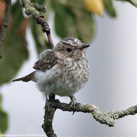 Marburger Vogelwelt de Grauschnäpper Spotted Flycatcher Muscicapa