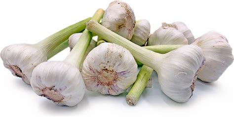 Egyptian Garlic Information and Facts