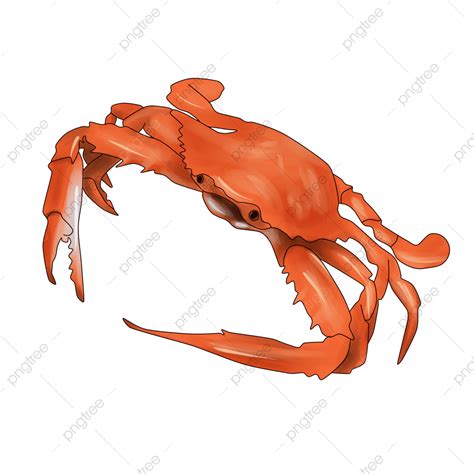 Hairy Crab White Transparent Hairy Crab Crab Seafood Food PNG Image