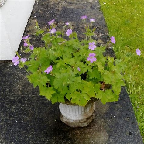 Geranium X Oxonianum Wargrave Pink Oxford Cranesbill Wargrave Pink