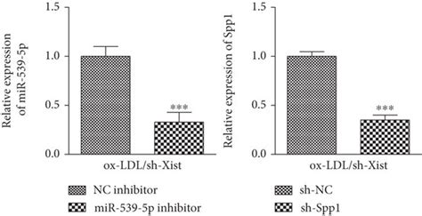 Xist Mir P Spp Axis On The Proliferation Migration And Invasion