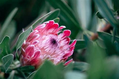 Protea Growing Guide Garden Express