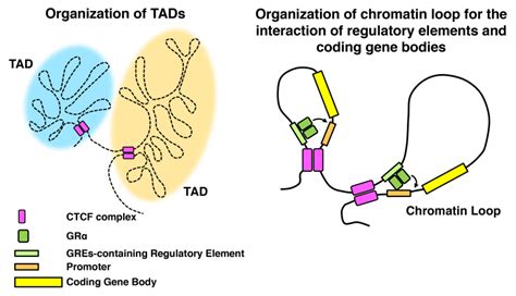 Figure Organization Of The Topologically Associated