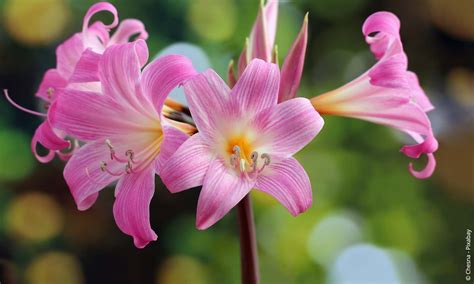 Belladonnalilie / Echte Amaryllis (Amaryllis belladonna) | Steckbrief