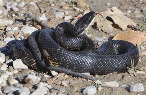 5 Kinds Of Rat Snakes In Georgia Pictures And Facts Reptile Jam