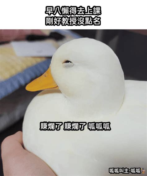 賺爛了鴨🦆 梗圖板 Dcard