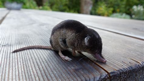 Eurasian Shrew | MarkEisingBirding