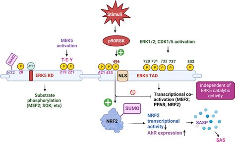 The Complex Mechanism Of Action Of Erk Activation Figure Created