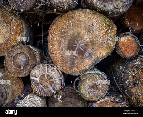 A Close Up Detail Macro Face On Of Pile Stack Of Cut Sawn Section