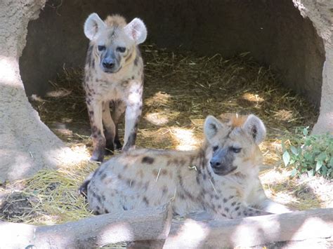 Hyena Pups Free Stock Photo - Public Domain Pictures