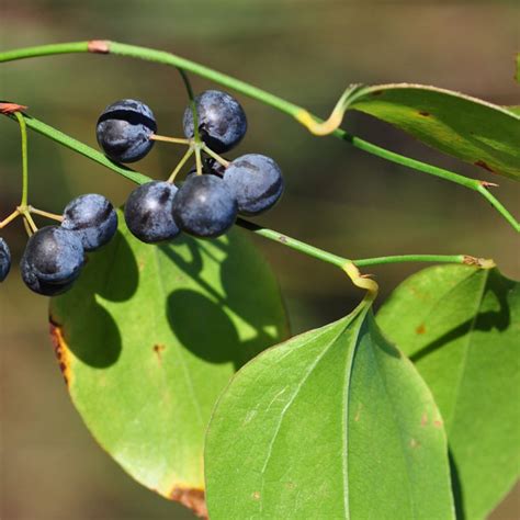 Foraging Greenbrier – Keeping It Riel