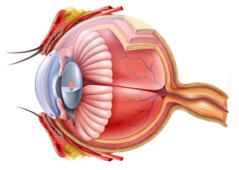 Patologías oculares más frecuentes Eurolaser