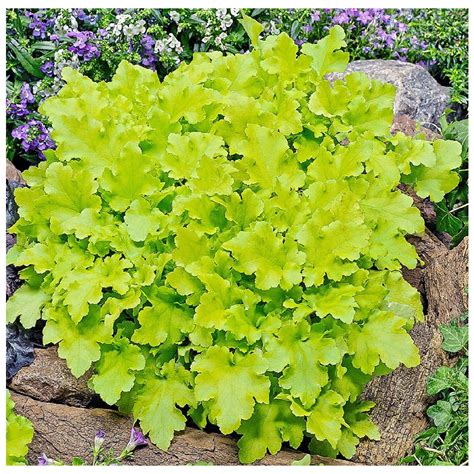 Plant Of The Month Heuchera Ransoms Garden Centre