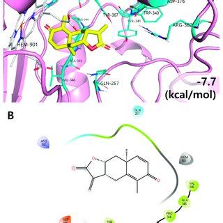 Molecular Docking Results Of Yomogin And Inos Enzyme The D A And D