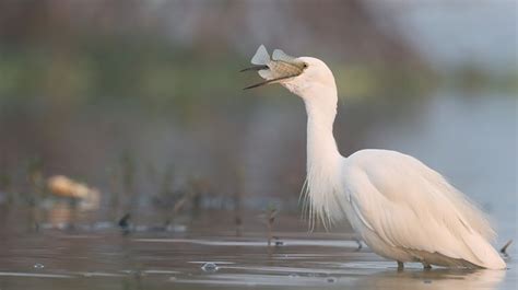 Little Egret White Birds - Free photo on Pixabay - Pixabay