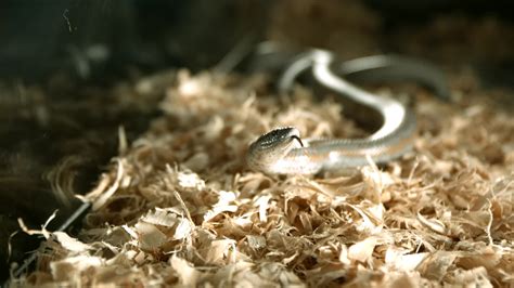 Snake in ultra slow motion 1,500 fps - SNAKES PHANTOM 005 1620278 Stock Video at Vecteezy