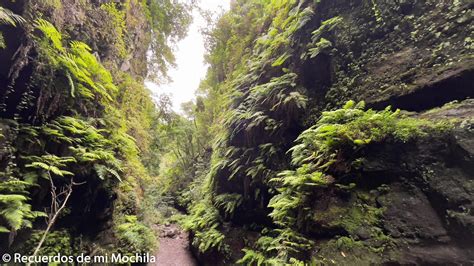 Ruta Por El Bosque De Los Tilos En La Palma