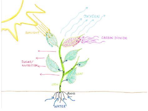 Expert drawing of photosynthesis. The expert drawing of photosynthesis ...