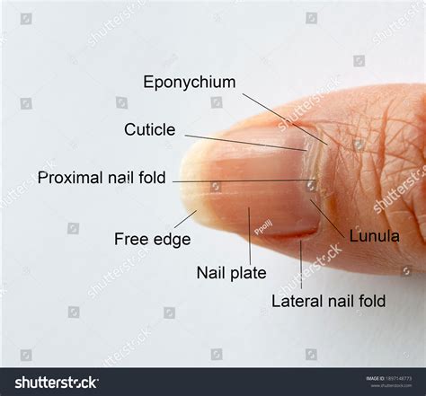 Eponychium Cuticle