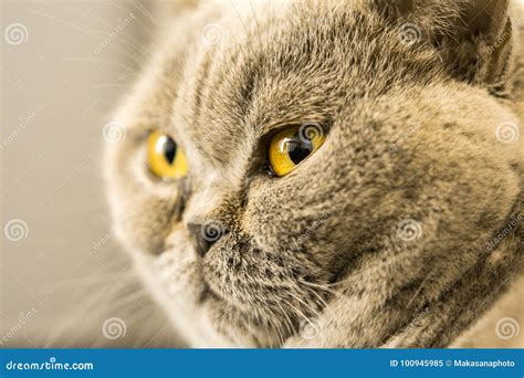 Gatto Dello Shorthair Di Gray British Con Gli Occhi Gialli Immagine