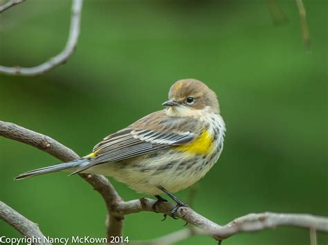 Photographing Yellow Rumped Warblers Welcome To