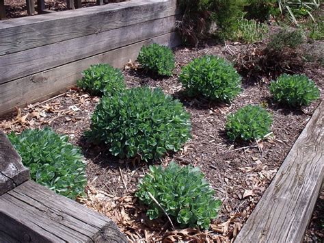 How To Propagate Autumn Joy Sedum Back Gardener