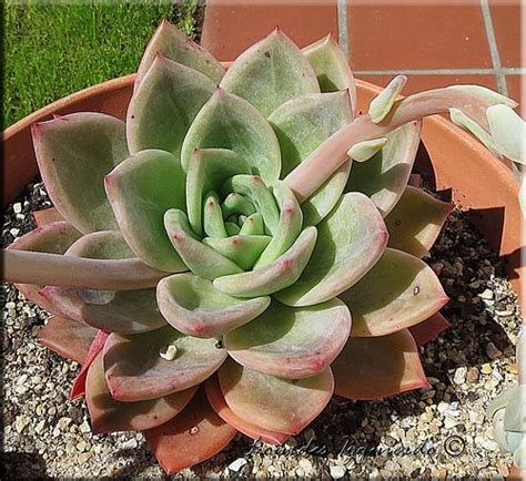 Echeveria Agavoides Romeo X Laui Echeveria Aroa Echeveria