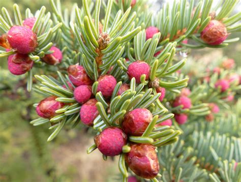 Keeper Of Wild Places Immature Spruce Cones
