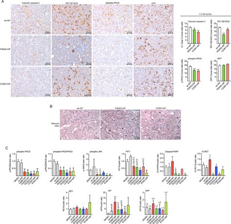 AIP Pathogenic Mutations Injected In The Pituitary At Birth Block The