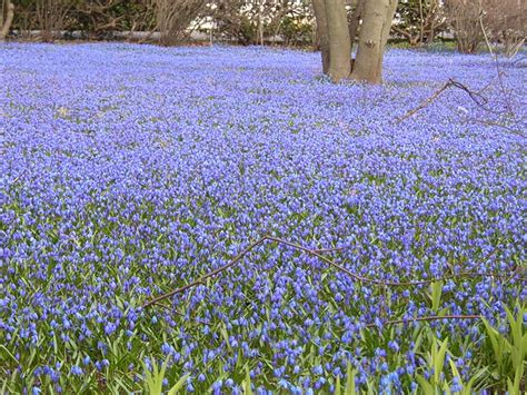 Landscape Bulbs, Moss Plants, William's Web