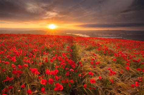 5067770 Poppy Sunrise Red Flower Nature Wheat Field Flower