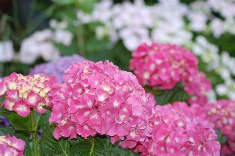 Plain As Day Find Your Perfect Hydrangea Espoma Organic