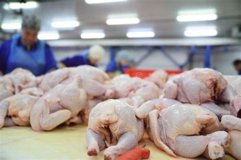 130 Broiler Processing Stock Photos - Free & Royalty-Free Stock Photos ...