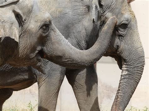 How Do You Encourage Elephants To Build Positive Relationships