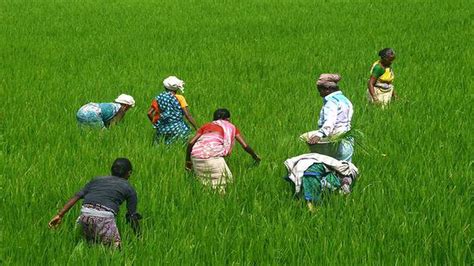 Rain Boosts Samba Crop Hopes Of Delta Farmers The Hindu