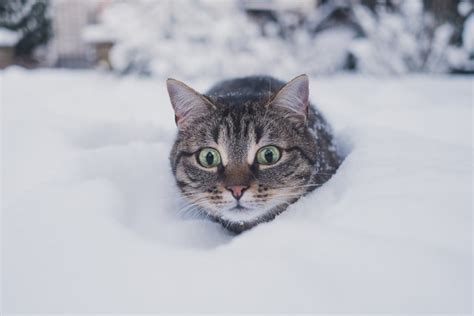 Surviving Winter: How Animals Adapt To The Cold - Wild Animal Safari