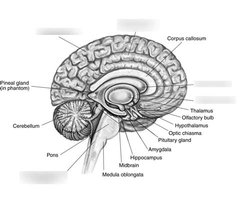 Physiology Parts Of The Brain Diagram Quizlet