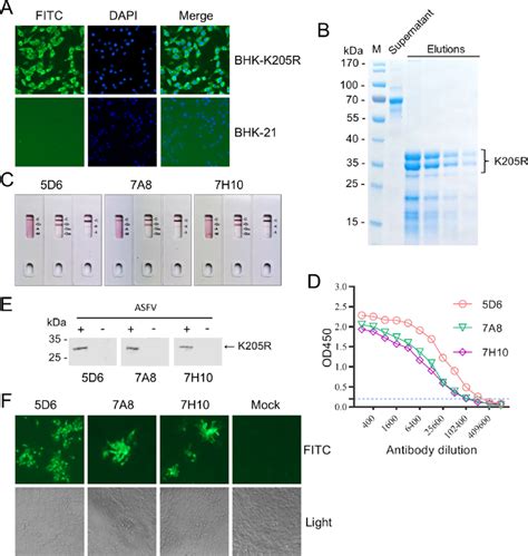 Generation and characterization of monoclonal antibodies against the ... 