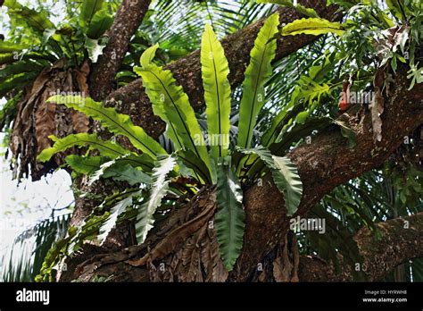 Bird S Nest Ferns Growing On A Tree Trunk Under The Jungle Canopy Stock