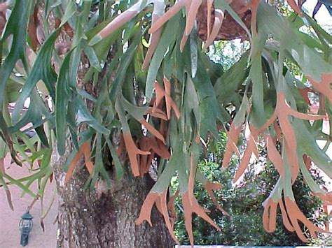 Staghorn Fern