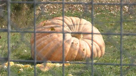 Nom Nom: ZooMontana animals enjoy leftover pumpkins